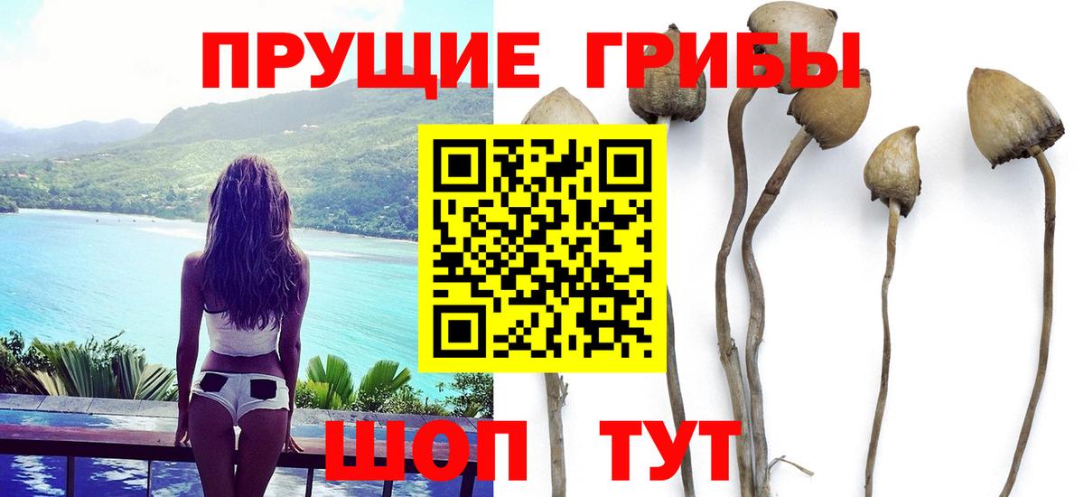 Туапсе  закладка  Вход с VPN  Галлюциногенные грибы ЛСД  Псилоцибиновые грибы Psilocybe 